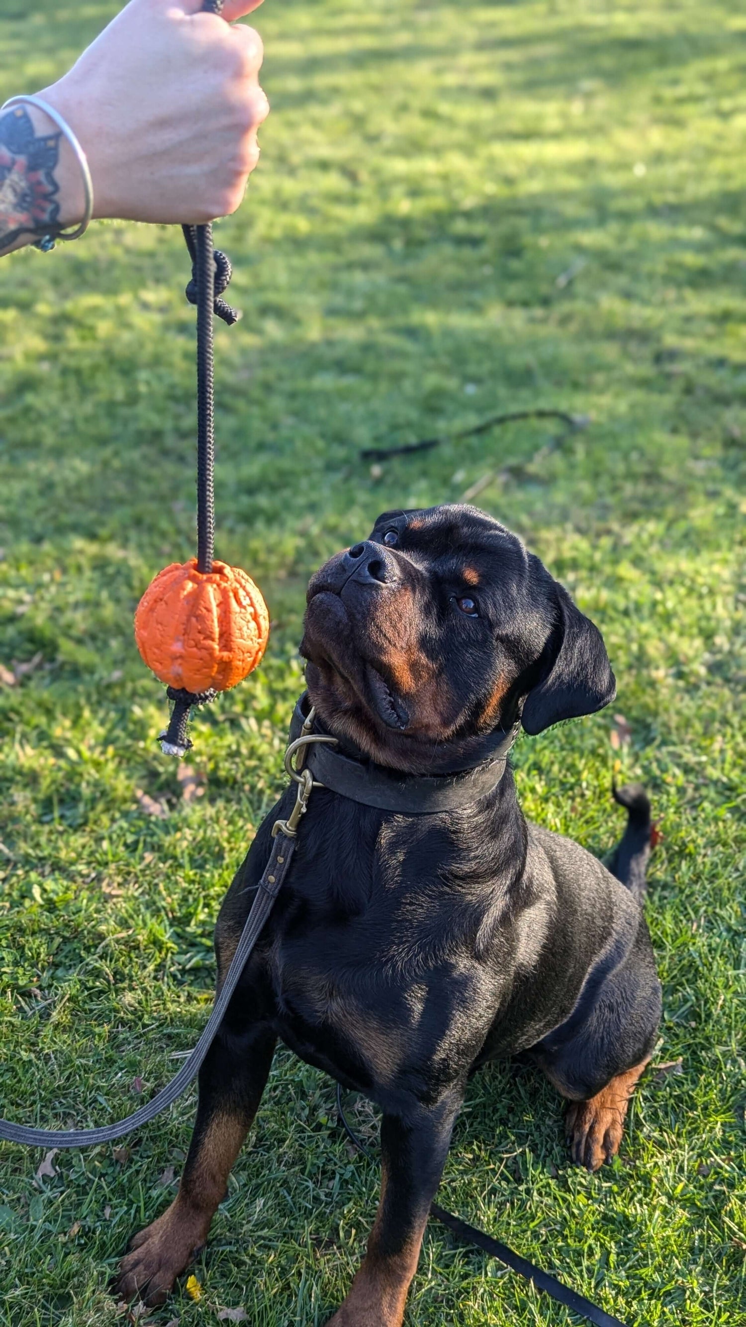 Dog Toys