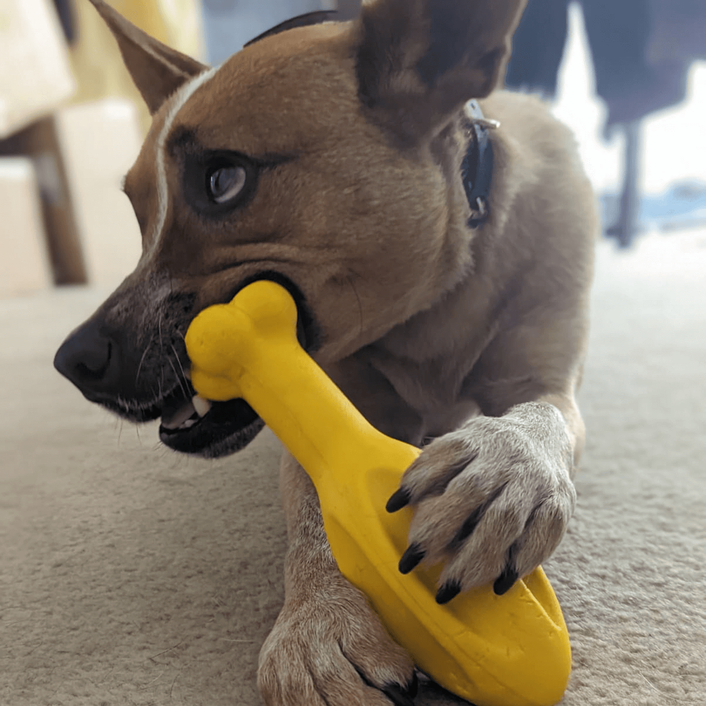 DuraFoam Missile - Topnotch K9