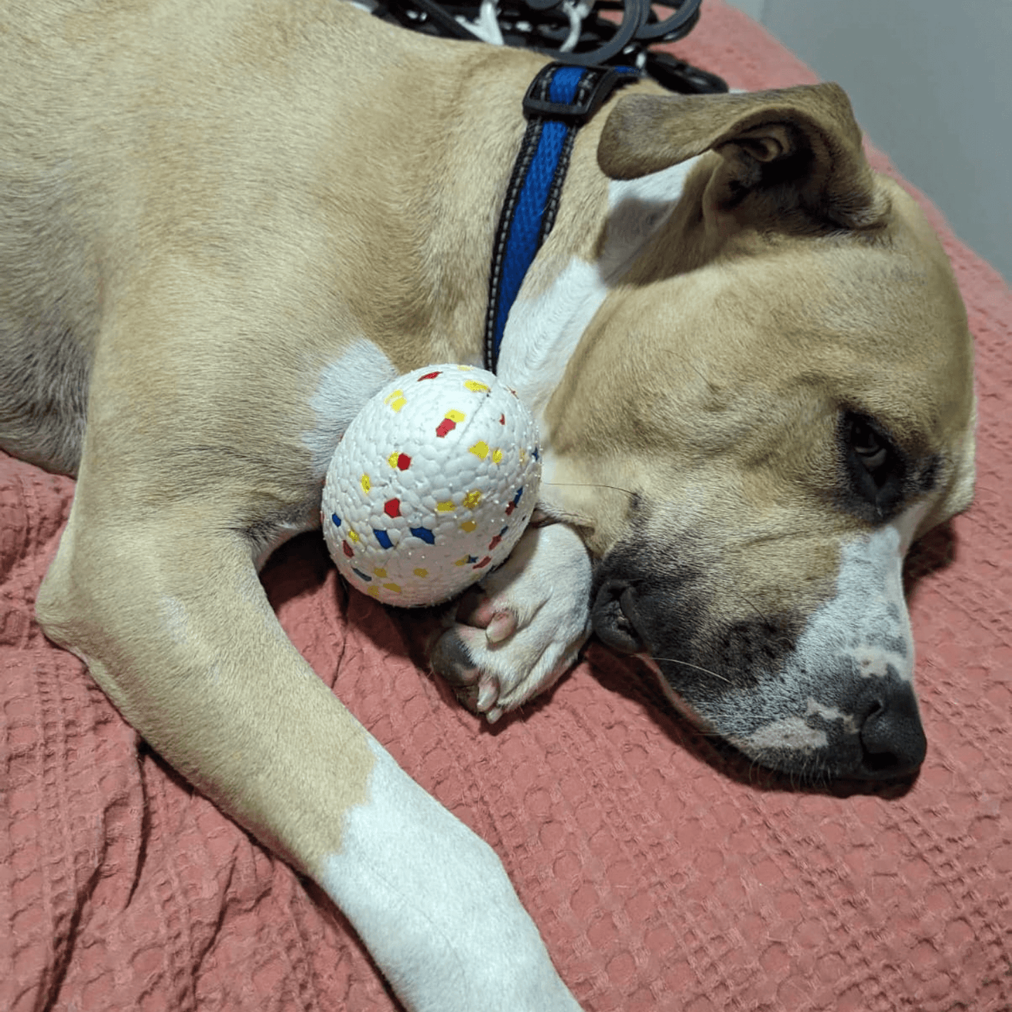 Durable Football - Topnotch K9