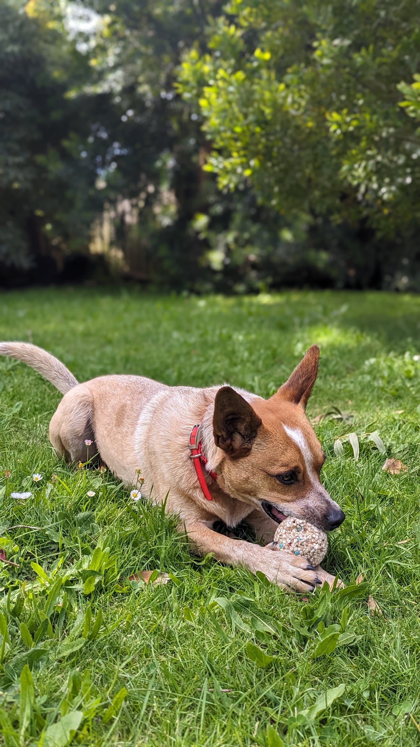 Dura-Ball - Topnotch K9
