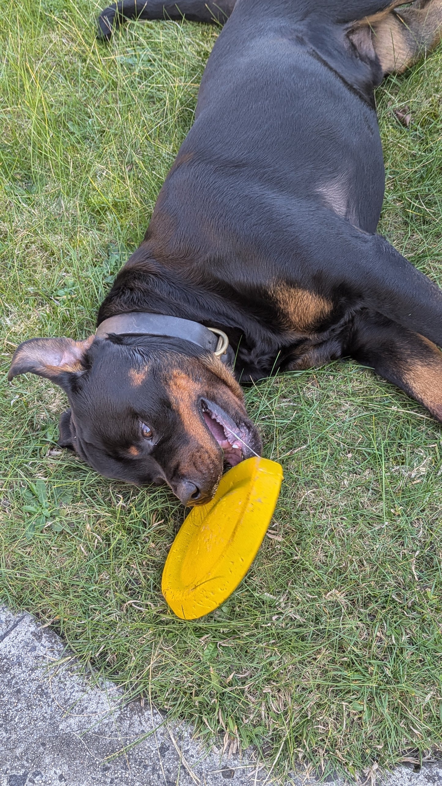 Durafoam Frisbee - Topnotch K9