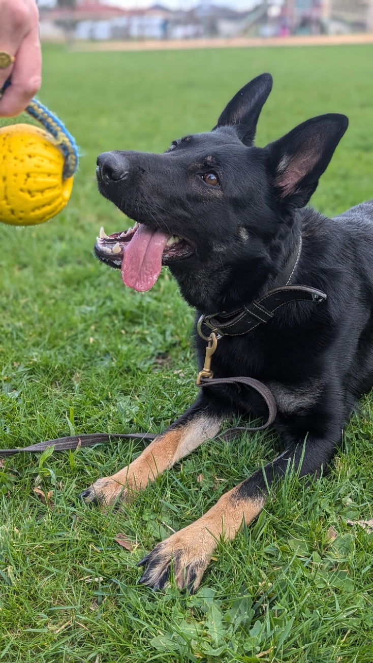 DuraFoam Balls on Ropes - Topnotch K9