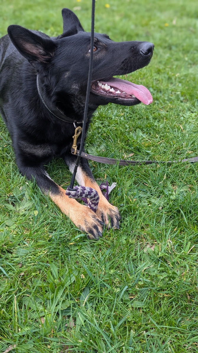 Flirt Pole - Topnotch K9