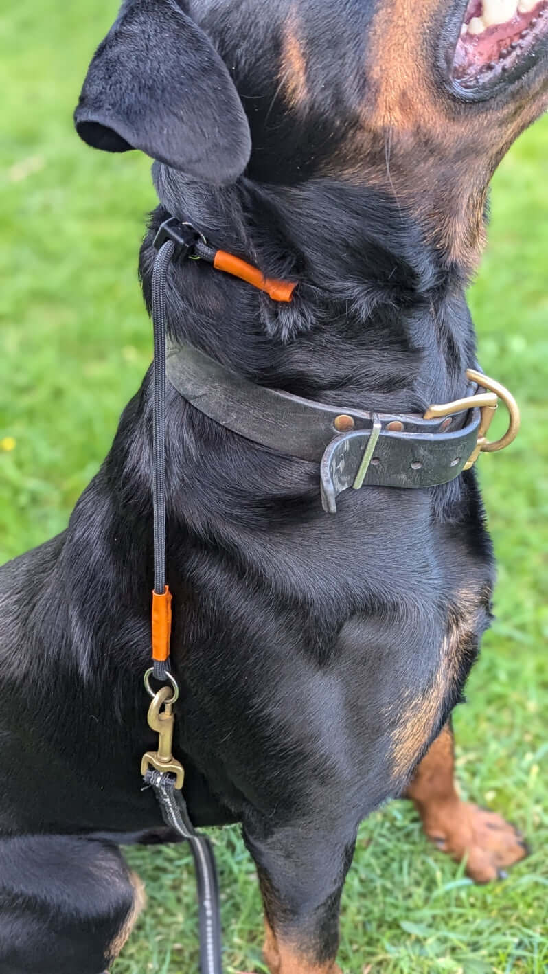 Slip Collar - Topnotch K9