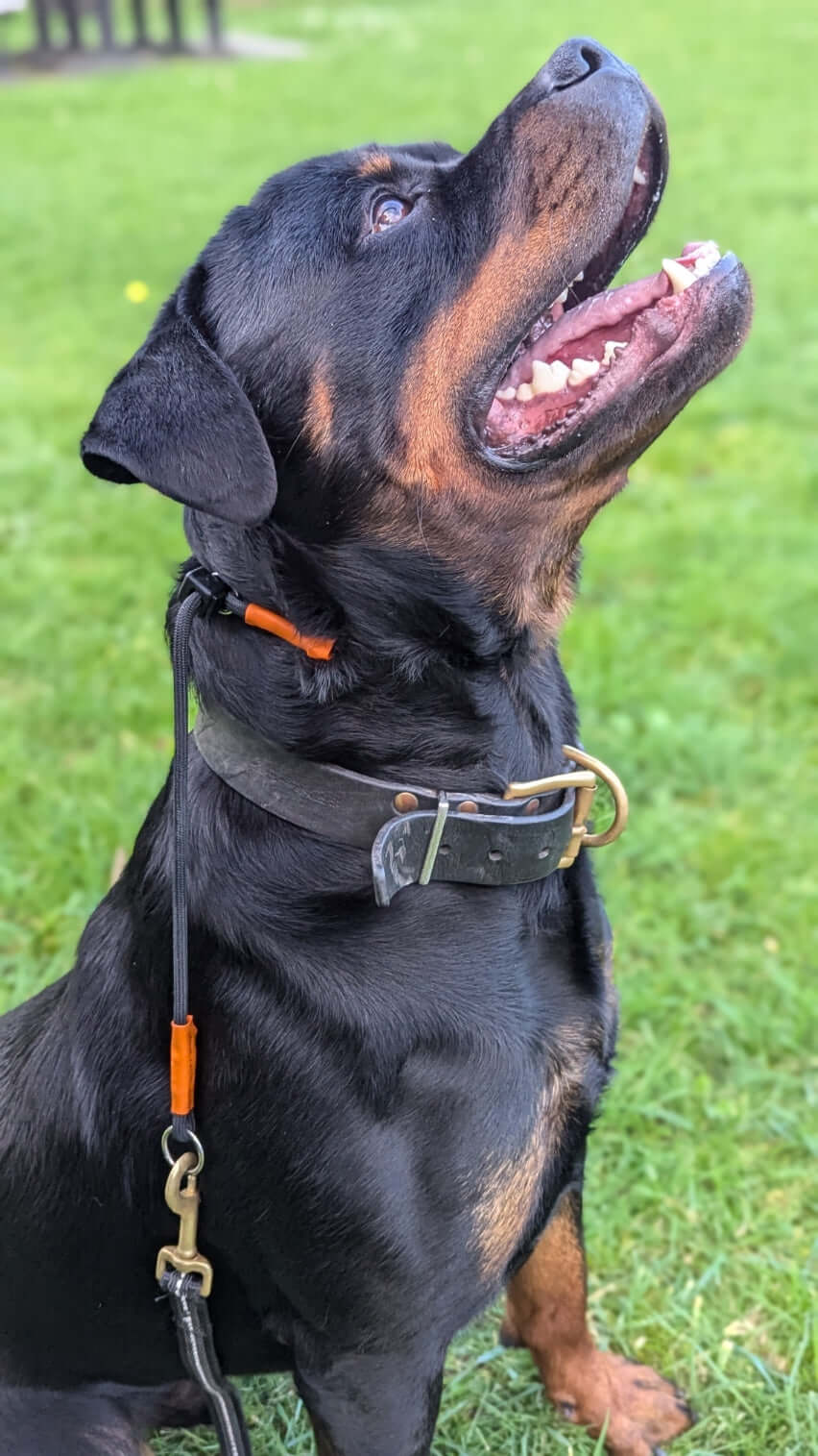 Slip Collar - Topnotch K9