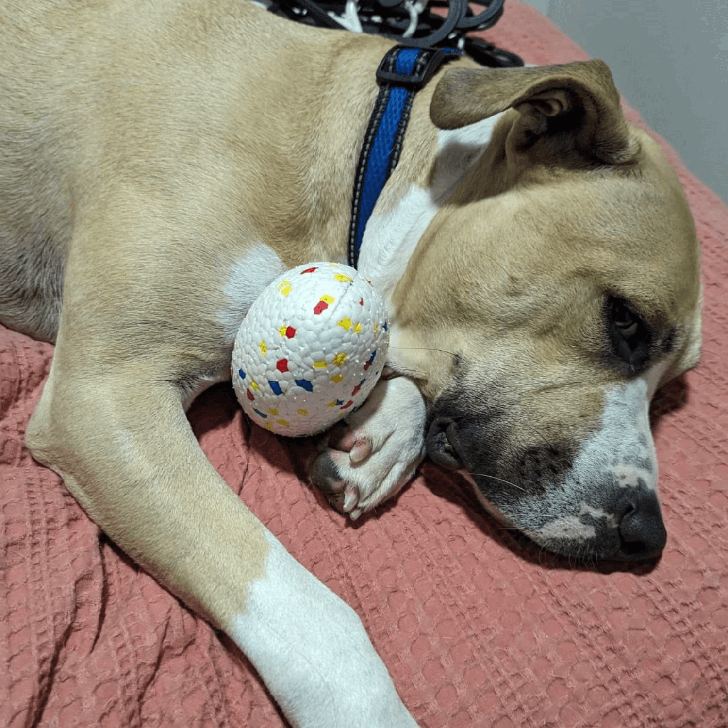 Durable Football - Topnotch K9