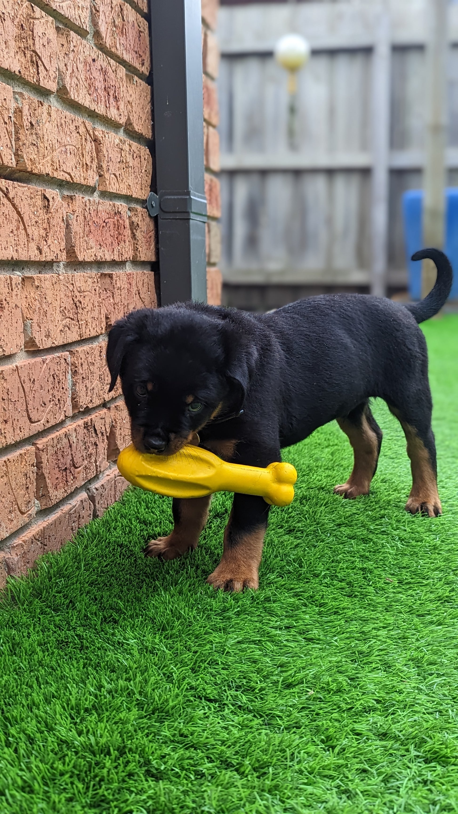 DuraFoam Missile - Topnotch K9