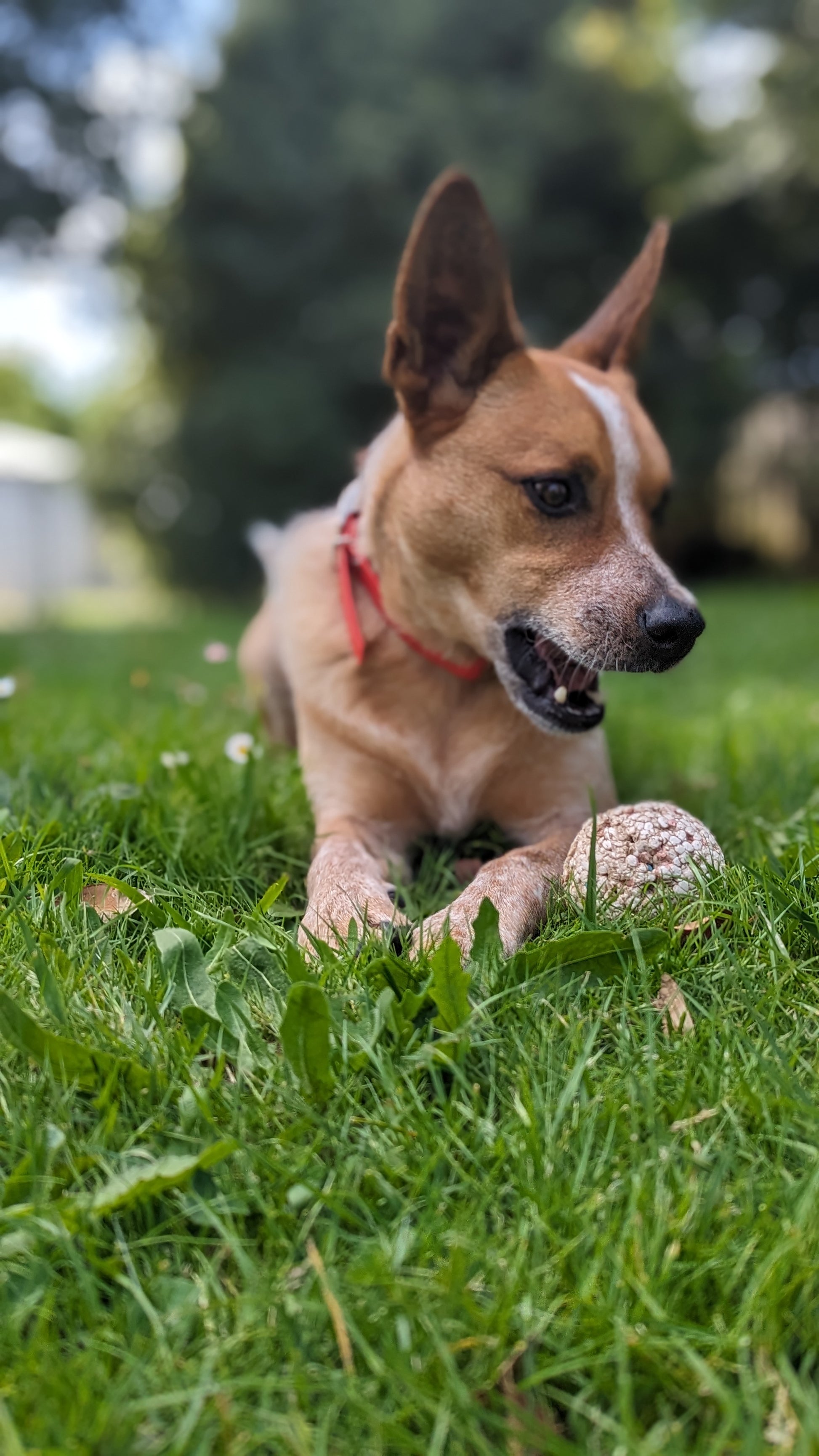 Dura-Ball - Topnotch K9