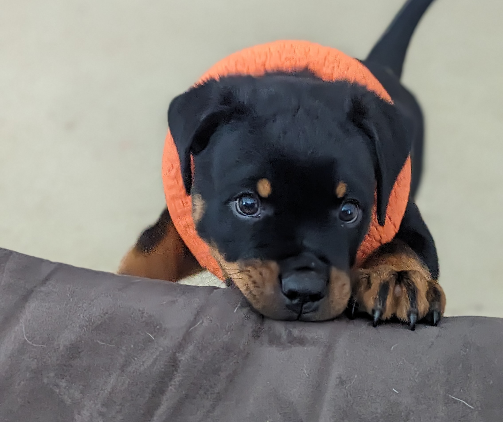 DuraFoam Ring - Topnotch K9