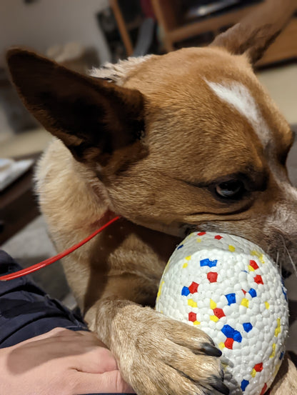 Durable Football - Topnotch K9